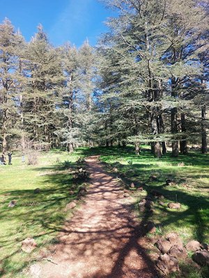 Trail Des Cèdres 2023 (Edition 14)